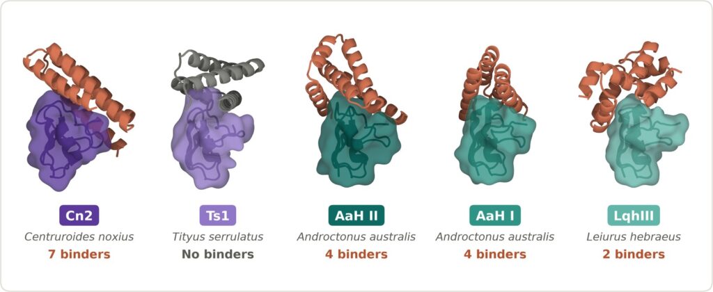 Anthropic figure: lab binding results for the designs against the scorpion toxins (Anthropic)