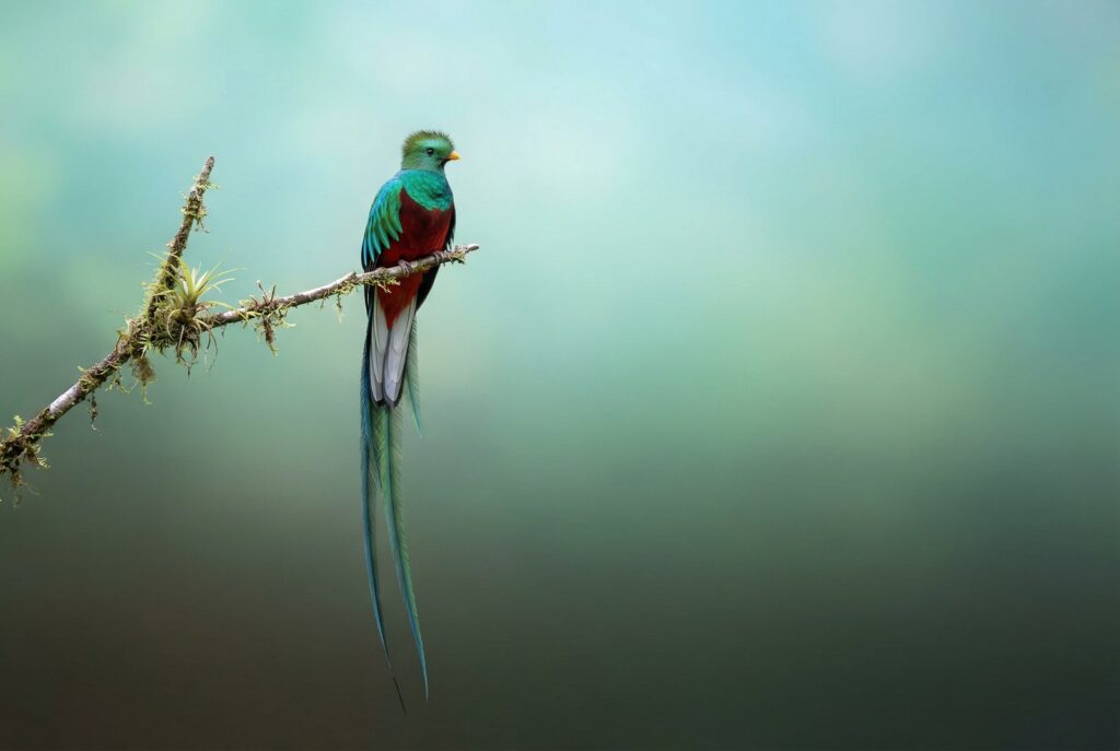 Image Search-grounded quetzal wallpaper example